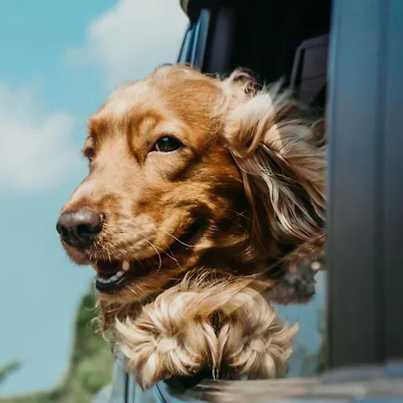 Nouveau - Le Boheme - Romantique & Confort - Netflix Bbq Terrasse - Animaux Bienvenus